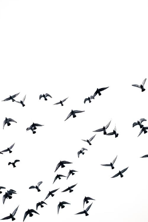 A flock of birds in flight against a pale sky